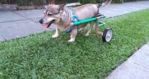 Schioppa em prol dos animais