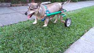 Schioppa em prol dos animais